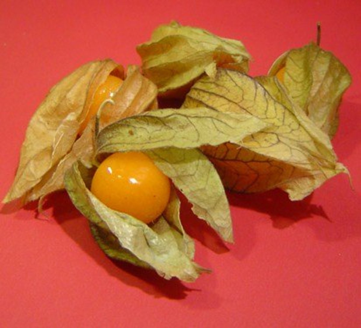 Physalis